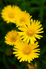 Gelbe Blumen