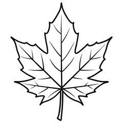 Sugar maple leaf isolated on white background 