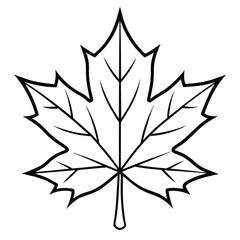 Sugar maple leaf isolated on white background 