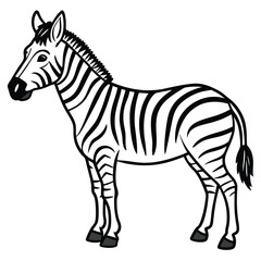 zebra isolated on white background