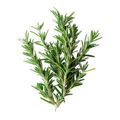 Obraz premium Fresh rosemary sprigs arranged artistically on a clean transparent background for culinary and decorative use, fresh rosemary on transparent background