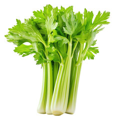 fresh and delicious, juicy green drooping celery, isolated on a transparent background,