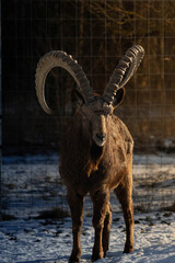 Male Siberian ibex Capra sibirica with his big horns