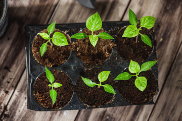 Planting Hope Hands Nurturing Seedlings