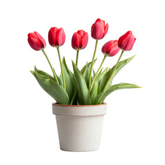 Fototapeta premium Vibrant red tulips blooming beautifully in a simple pot on a light transparent surface, Beautiful natural tulip flowers in a pot on a transparent background