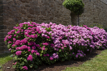 Hydrangea beds in Saint Malo, Brittany, France