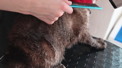  A groomer patiently dries a cats fur, showcasing the skill and dedication required for pet grooming. Handling animals with care and precision ensures a positive grooming experience close-up of wool