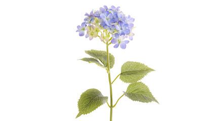 A blue flower with green leaves
