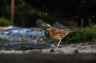 redwing, koperwiek,turdus iliacus