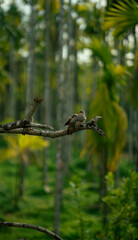 love birds sitting on tree
