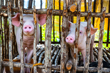 Pig farming in a Philippine village on the island of Palawan