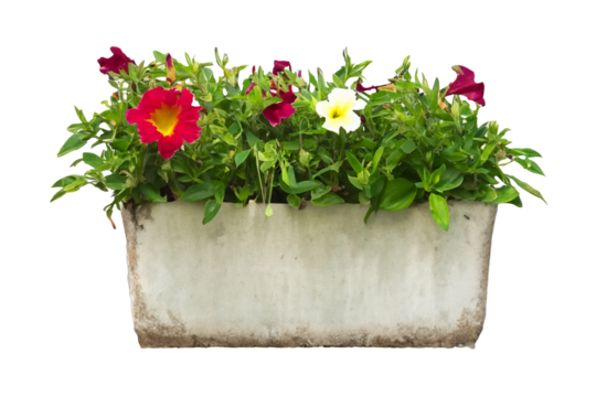 Colorful flowers in window box, garden setting