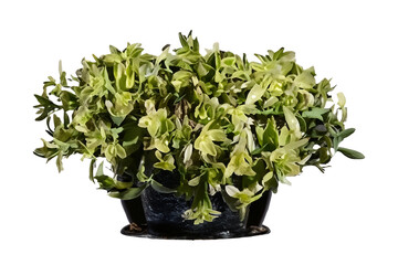 Variegated plant in pot, studio shot, dark background, home decor