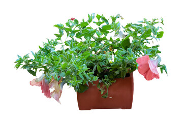 Fototapeta premium Potted Flowers Blooming Patio Garden Decor