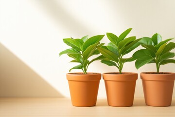 Obraz premium Three potted plants with vibrant leaves, casting soft shadows on