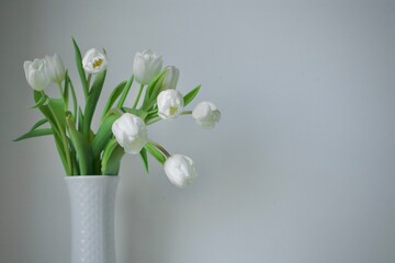 Bukiet białych tulipanów w białym wazonie na tle ściany. Zdjęcie kwiatów z miejsce na tekst. Spokojny klimat. Dzień Kobiet © ICON