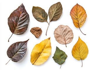 Obraz premium Collection of Colorful Autumn Leaves on White Background