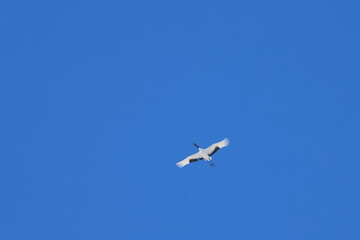 red-crowned crane
