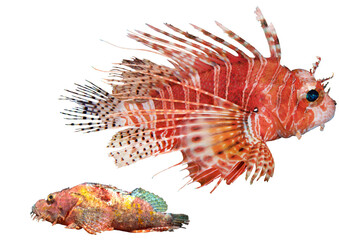 Scorpaenidae Fish Collection – Isolated PNG with Transparent Background