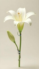 Fototapeta premium white calla lily