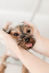 A small terrier enjoys a warm bath for perfect hygiene. Grooming session highlights importance of clean fur and healthy routines for beloved pets funny animals 