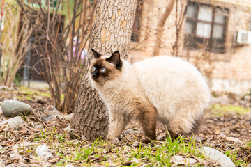 A striking Siamese cat with blue eyes and cream-colored fur stands in an outdoor setting, surrounded by dry leaves and patches of green grass. Its cautious gaze captures a moment of alertness