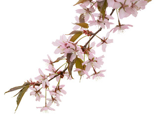 Cherry blossoms on a branch blooming in spring, isolated on a transparent background, png, 