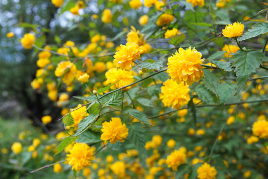 Bush of Kerria japonica Pleniflora or Japanese rose blooming with yellow flowers outdoor in garden. Flower background, plant gardening, flower breeding