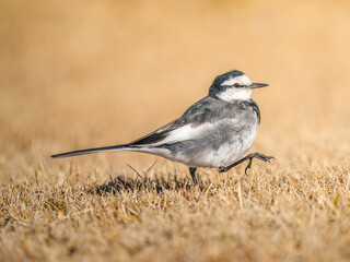 地面を歩くハクセキレイ