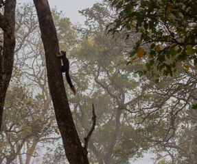 The indian or Malabar giant squirrel climbing a tree