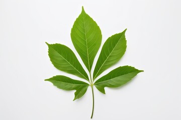 Fototapeta premium there is a leaf that is laying on a white surface