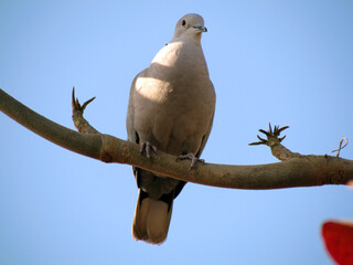 Dove