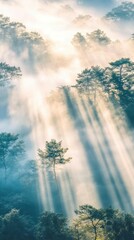 Sunlit Forest Canopy: Sunlight streams through a misty forest canopy, illuminating the trees and creating an ethereal atmosphere, creating a picturesque view.
