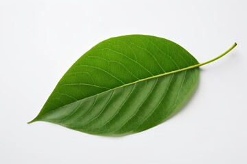 there is a green leaf that is laying on a white surface