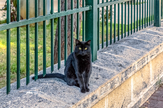Black cat sitting on a stone wall near a metal fence in Alanya, Turkey. The cat's green eyes stand out against the outdoor greenery, creating a serene and captivating scene