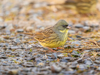 地面を歩くアオジ