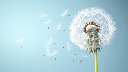 Close-up of dandelion seeds blowing in the wind against a serene blue backdrop.