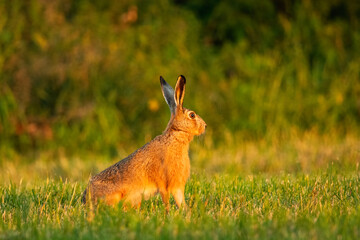 A wild big hare sits in the grass in a meadow