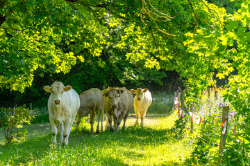 shade seeking cows