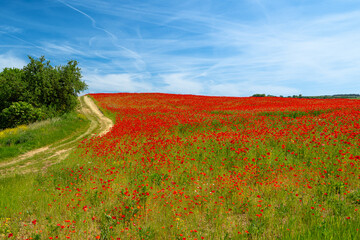 many poppies