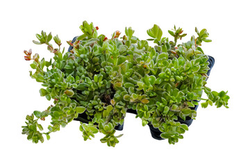 Obraz premium Lush succulent plant, nursery tray, studio shot, black background, gardening