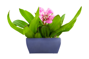 Pink hyacinth blooming in gray pot, white background, spring