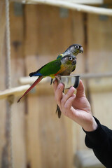 Couple of parrots Pyrrhura floss sitting on metal bowl with feed on hand by man.
