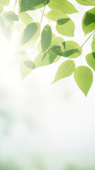 Leaves and sunlight background.