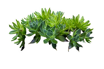 Obraz premium Lush succulent cluster, studio shot, black background, gardening