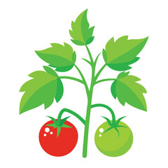 Green Tomato Plant with Ripe Tomatoes on White