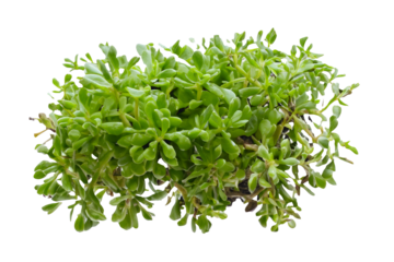 Lush green succulent plant, studio shot, isolated, botanical background, website design