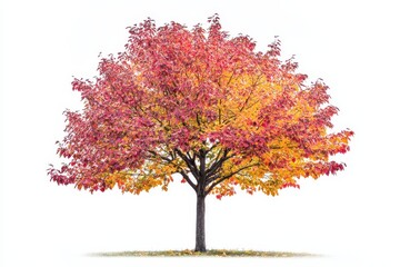 Fototapeta premium Autumn Tree Isolated on White - Single deciduous tree in vibrant autumn colors, isolated on a pure white background. Perfect for fall themes