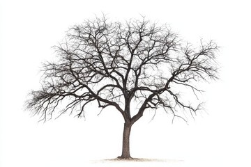 Bare Tree Silhouette on White - A stark, leafless tree stands alone against a bright white background, symbolizing resilience, solitude, winter, the passage of time, and rebirth