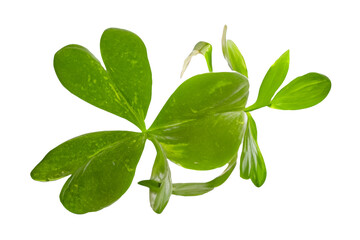 Fototapeta premium Four-leaf clover sprout, studio shot, botanical, luck